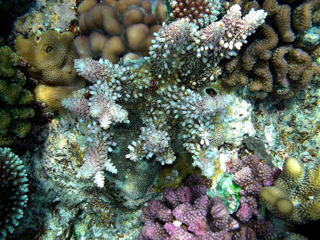 Această imagine are atributul alt gol; numele fișierului este corali-1-1024x768.jpg